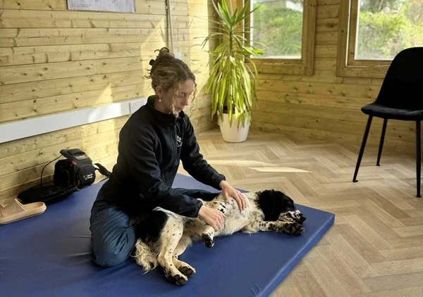 Canine physiotherapy session