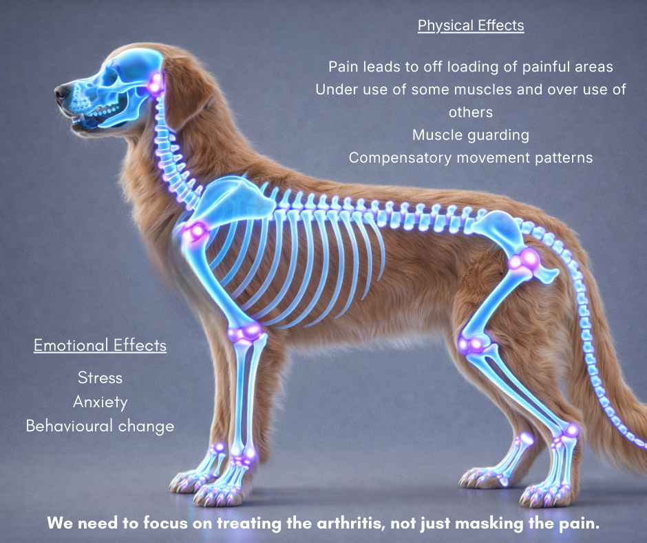 Dog receiving gentle support