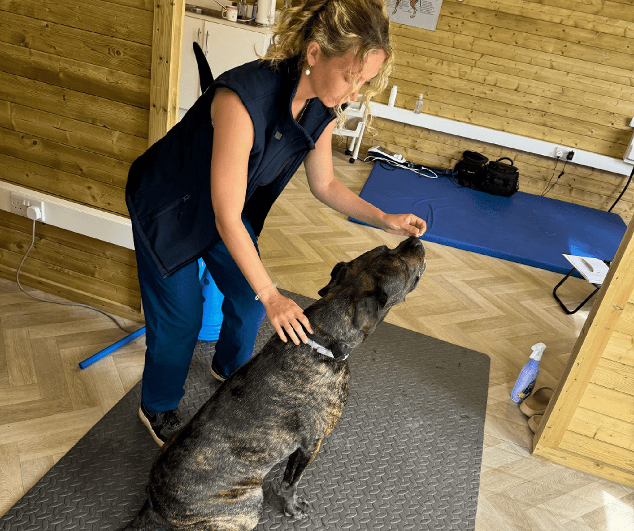 Canine physiotherapy session Cornwall