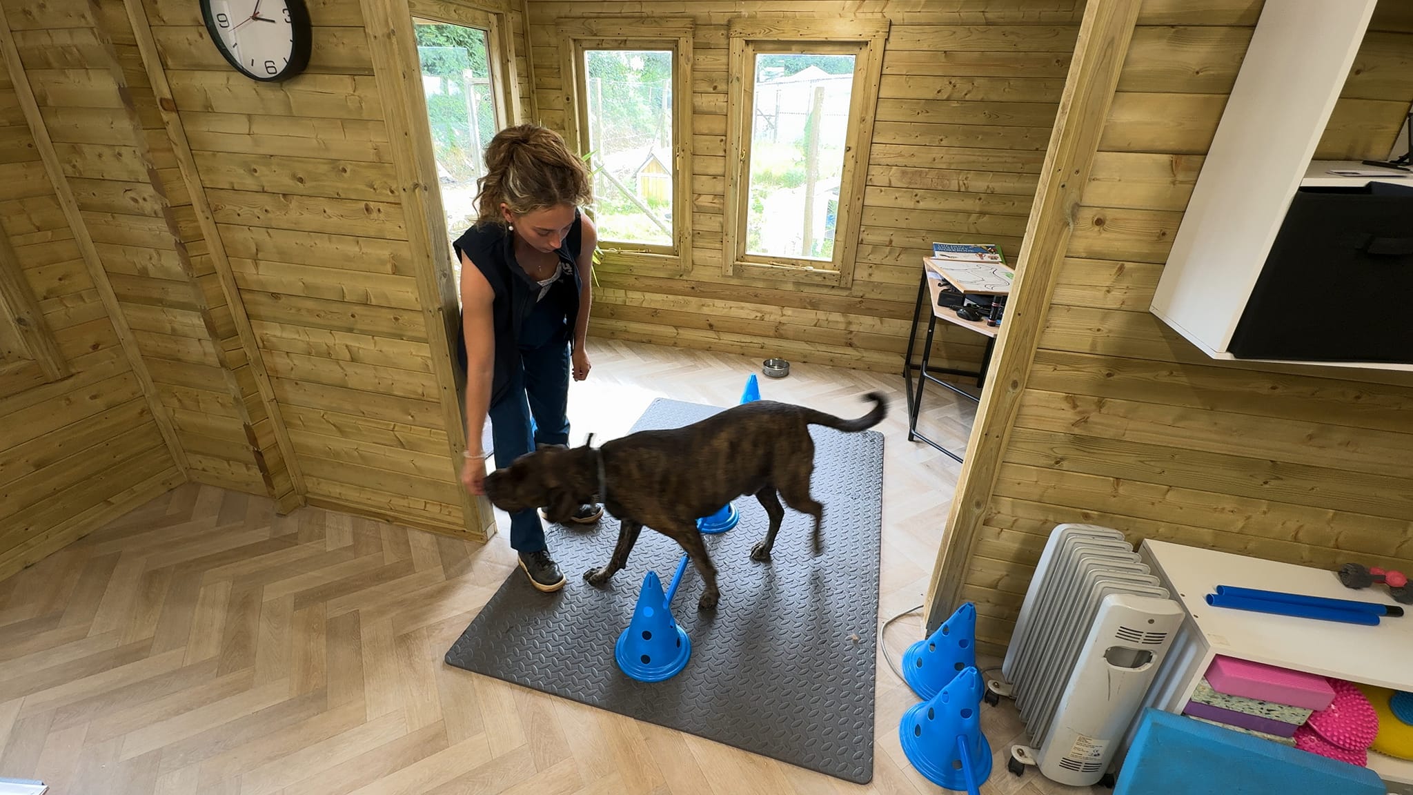 Canine physiotherapy session Cornwall