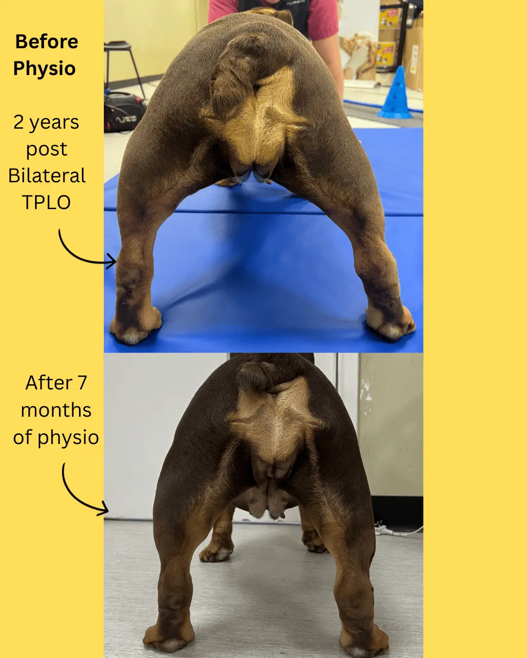Rhonda the British Bulldog - before and after TPLO rehabilitation
