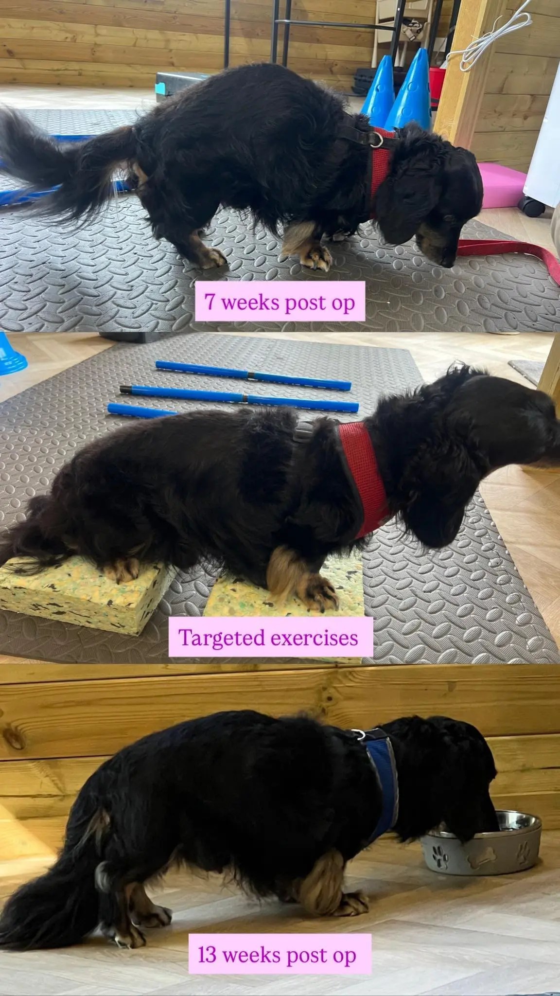 Dexter the Dachshund - IVDD spinal surgery recovery