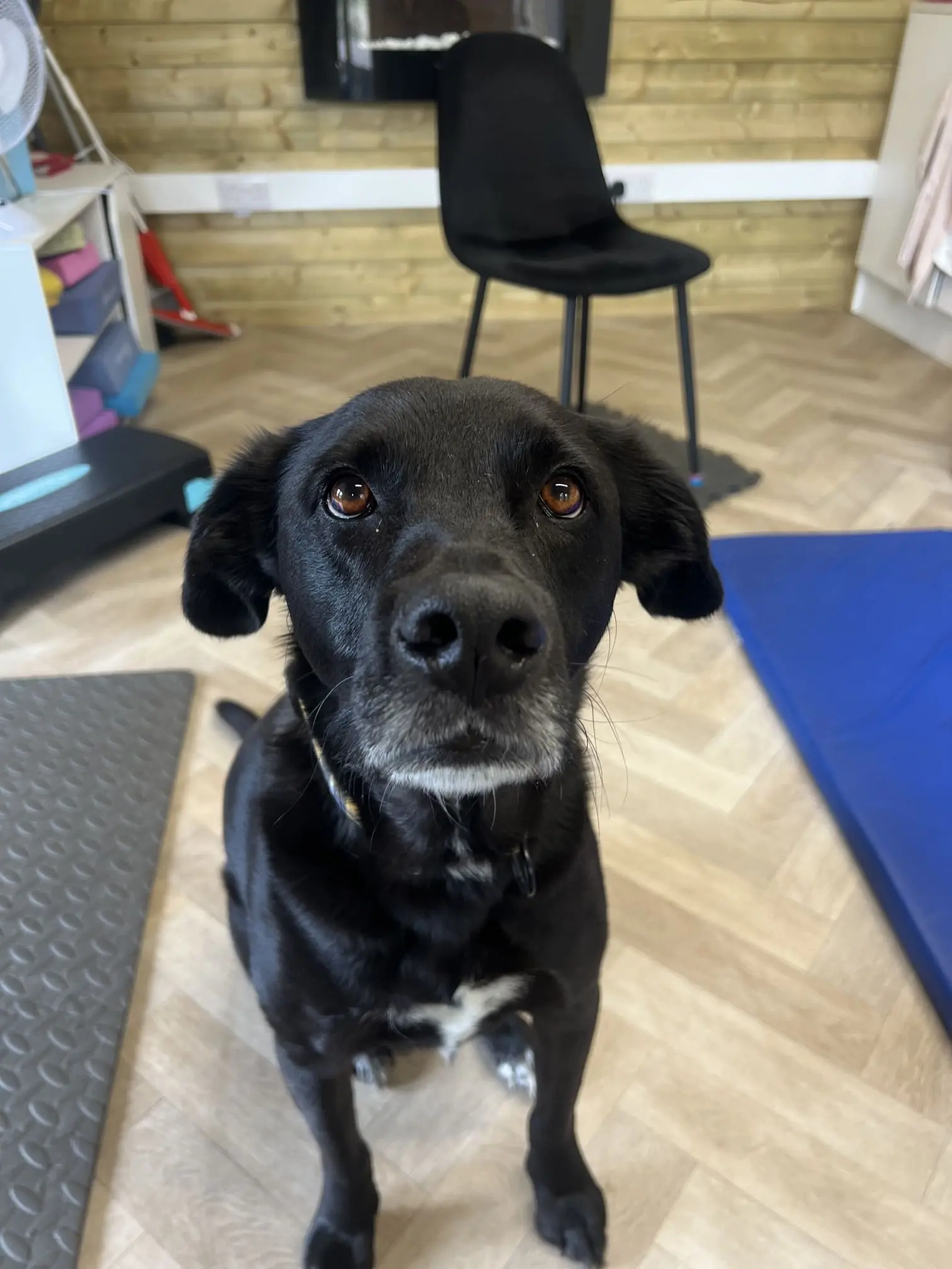 Gus - Patella luxation rehabilitation