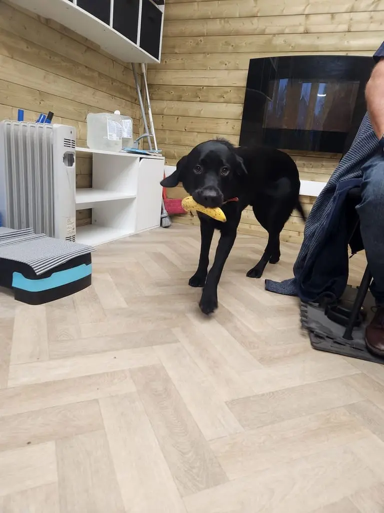 Hardy the Labrador - elbow dysplasia conservative management