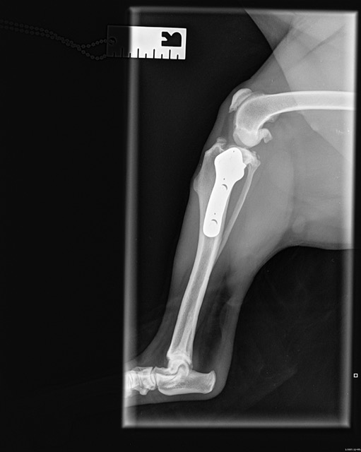 Canine TPLO rehabilitation Cornwall