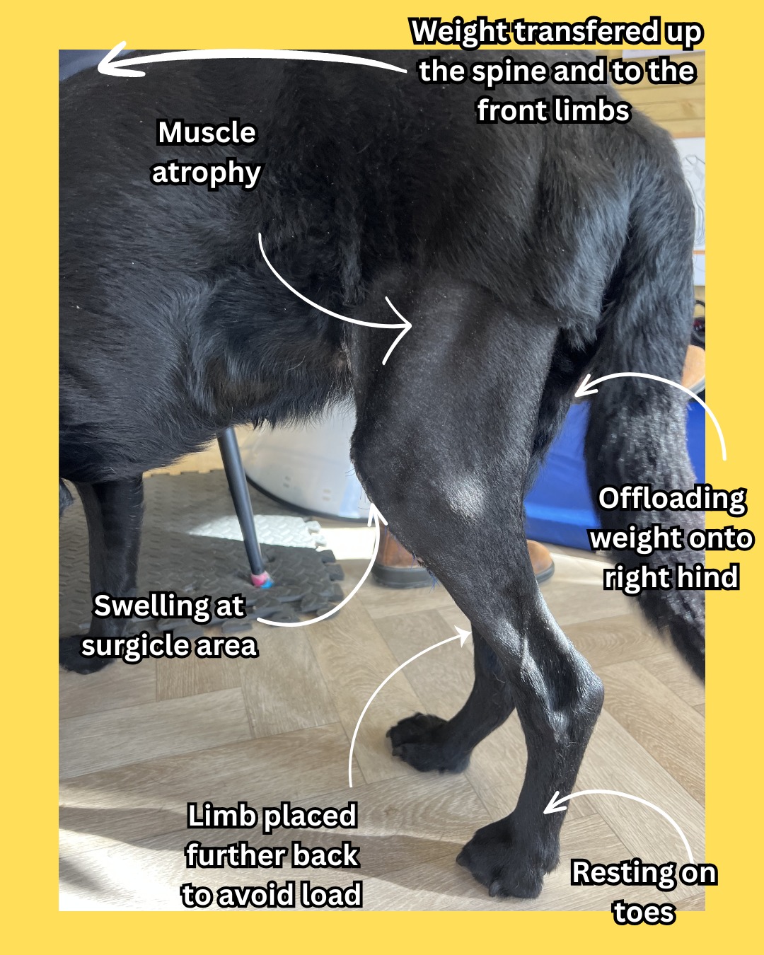 Canine TPLO rehabilitation physiotherapy