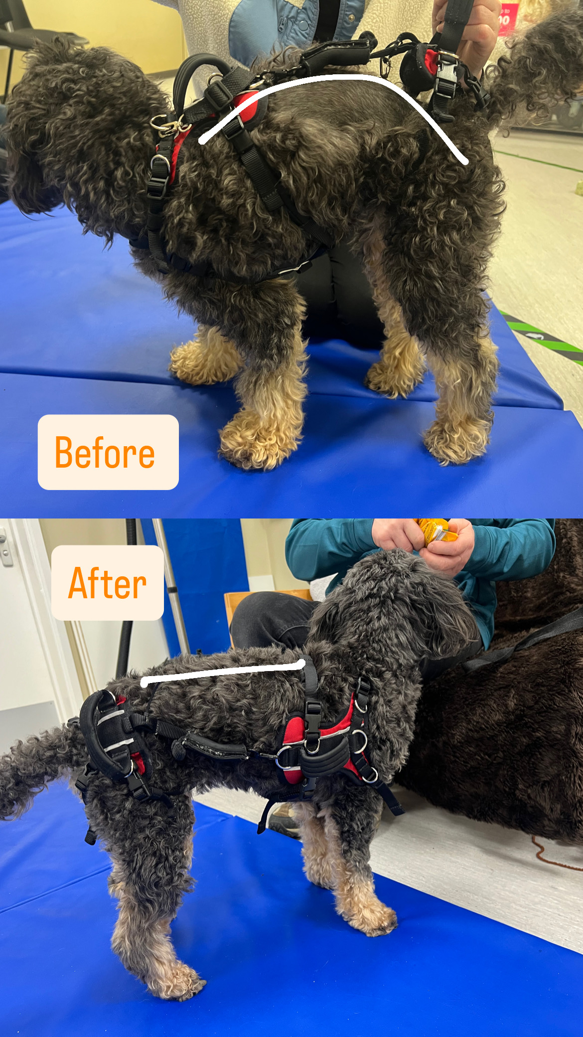 Canine IVDD physiotherapy assessment