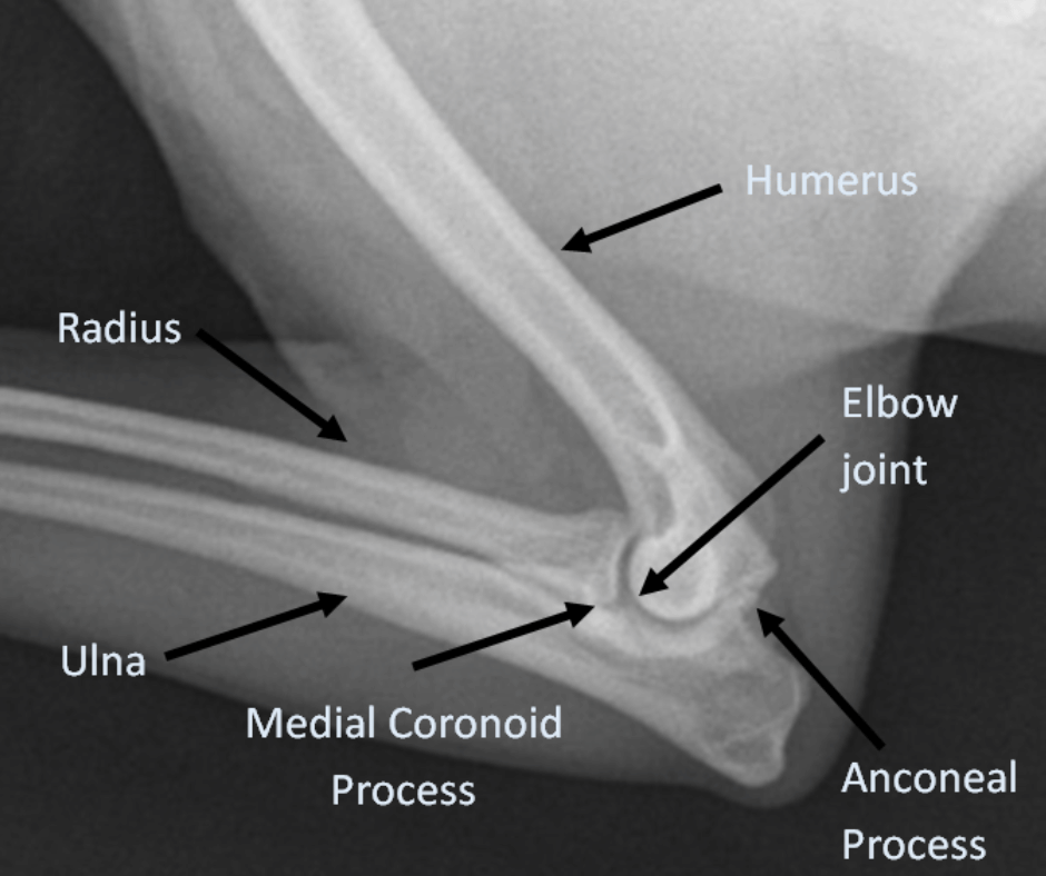 X-ray of canine elbow dysplasia