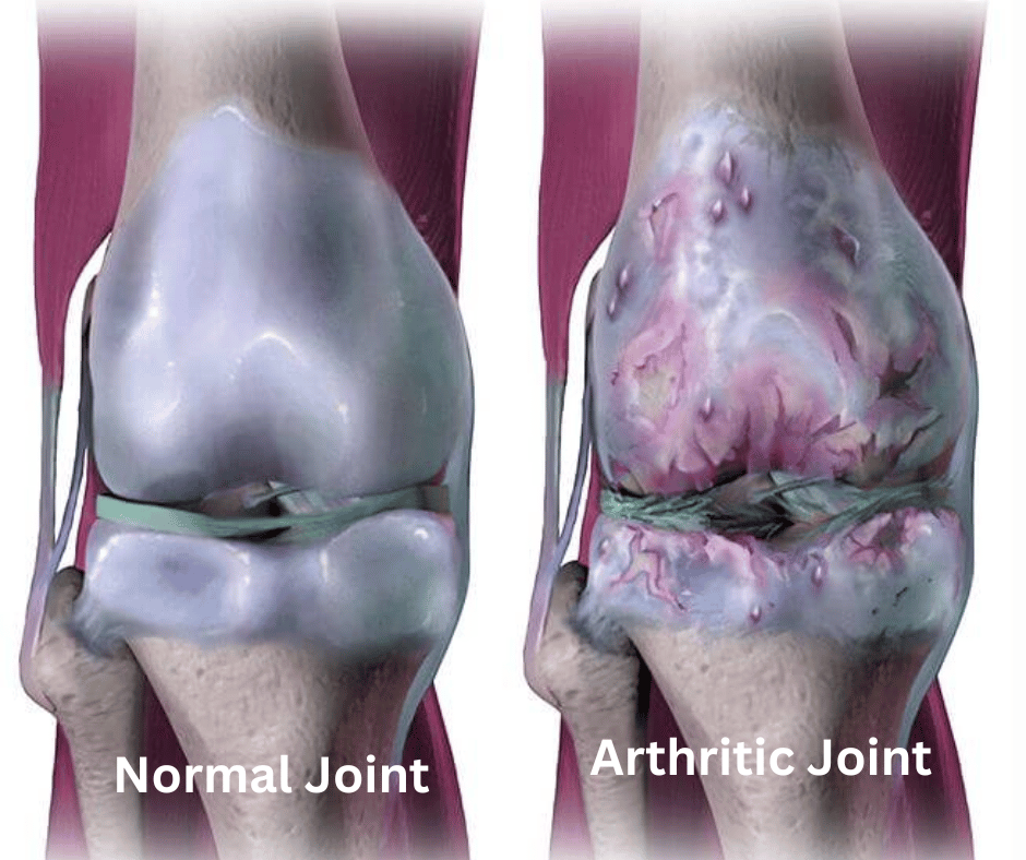 Canine arthritis joint diagram