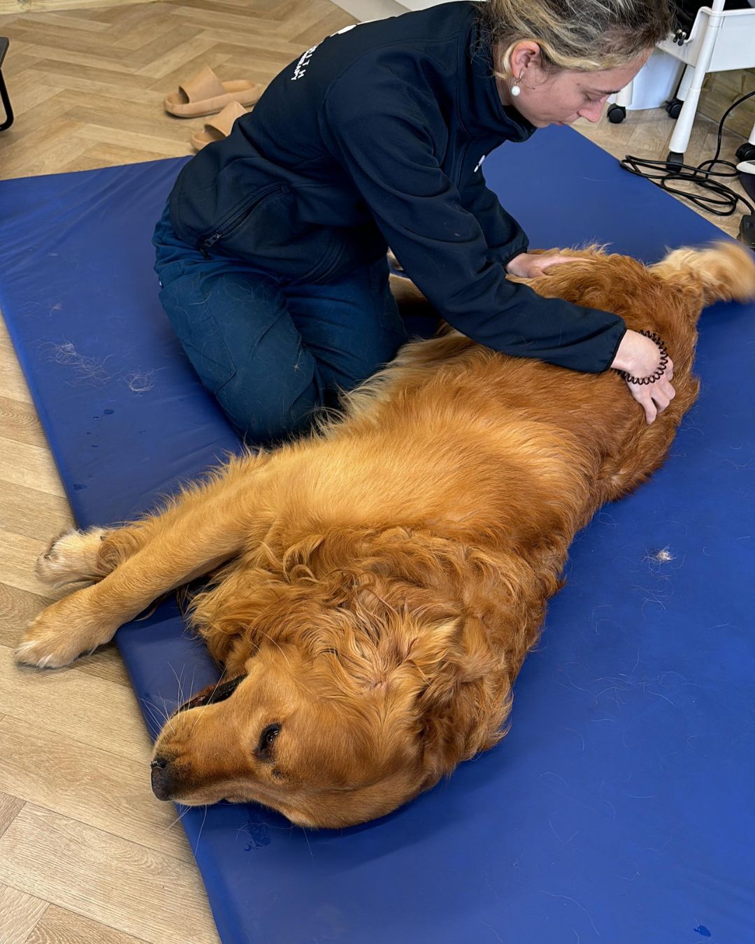 Kirsten Vet Physio Cornwall