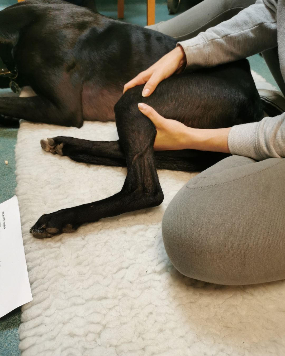 Kirsten Vet Physio Cornwall