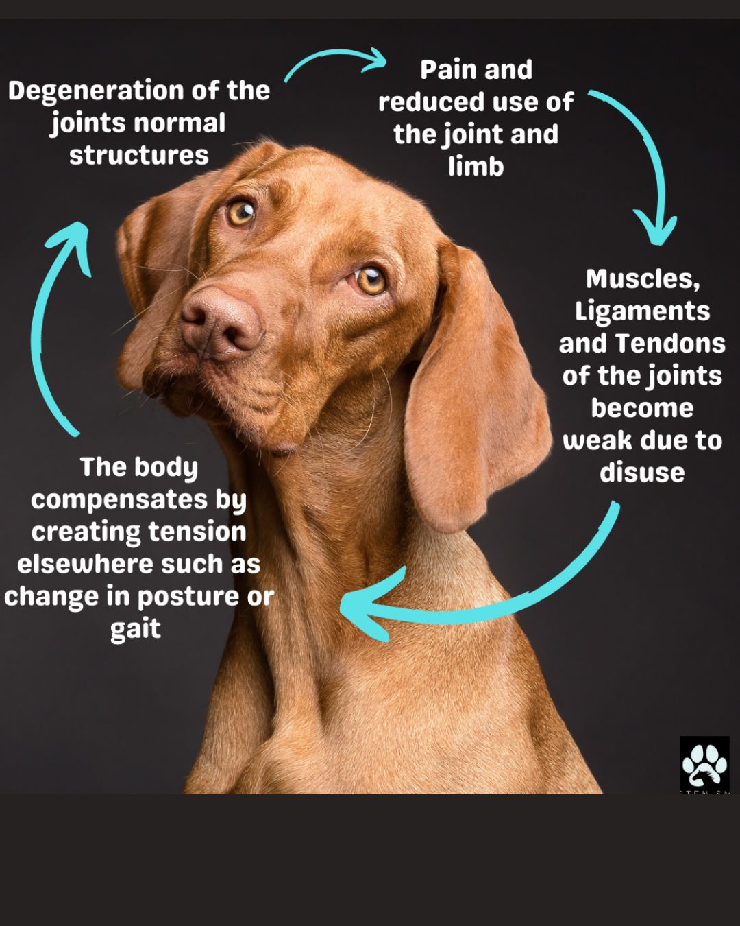 Canine arthritis physiotherapy Cornwall