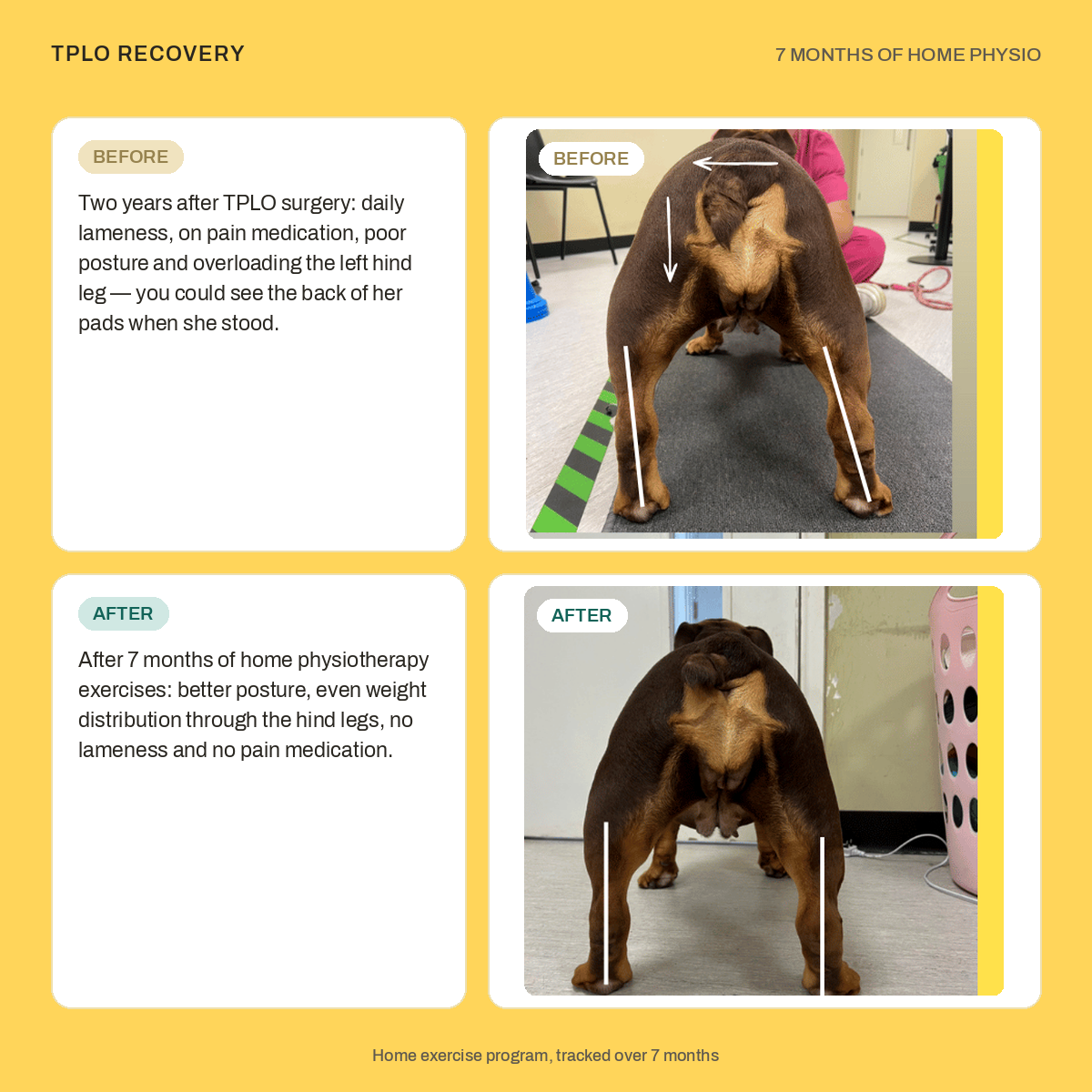 Veterinary physiotherapy Cornwall