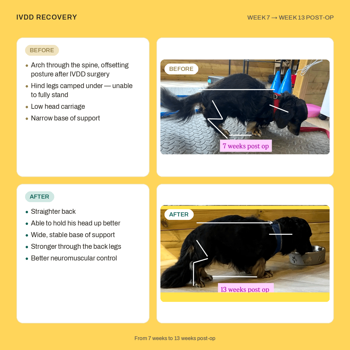 Canine physiotherapy Cornwall