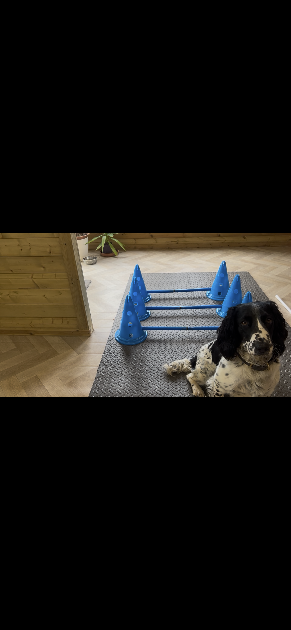 Kirsten Vet Physio Cornwall