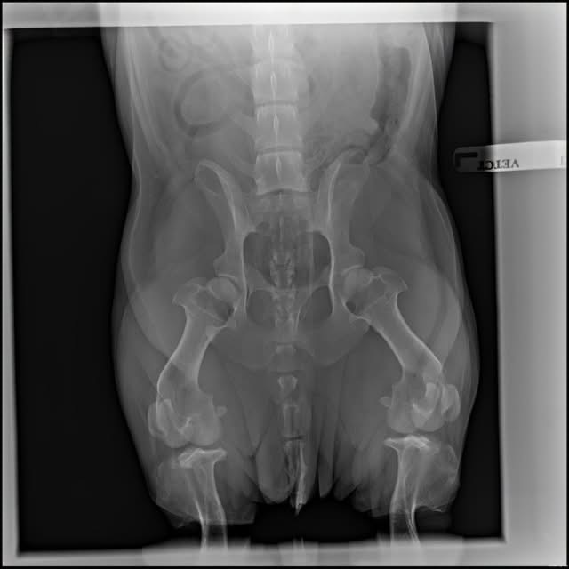 Ventrodorsal pelvic radiograph of a dog, the standard view used to assess hip conformation