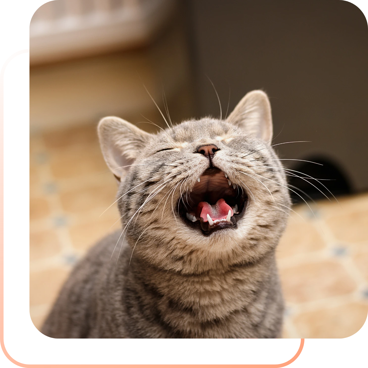 Cat meowing, illustrating communication breakthroughs and how different cats express joy, affection, or preferences uniquely.