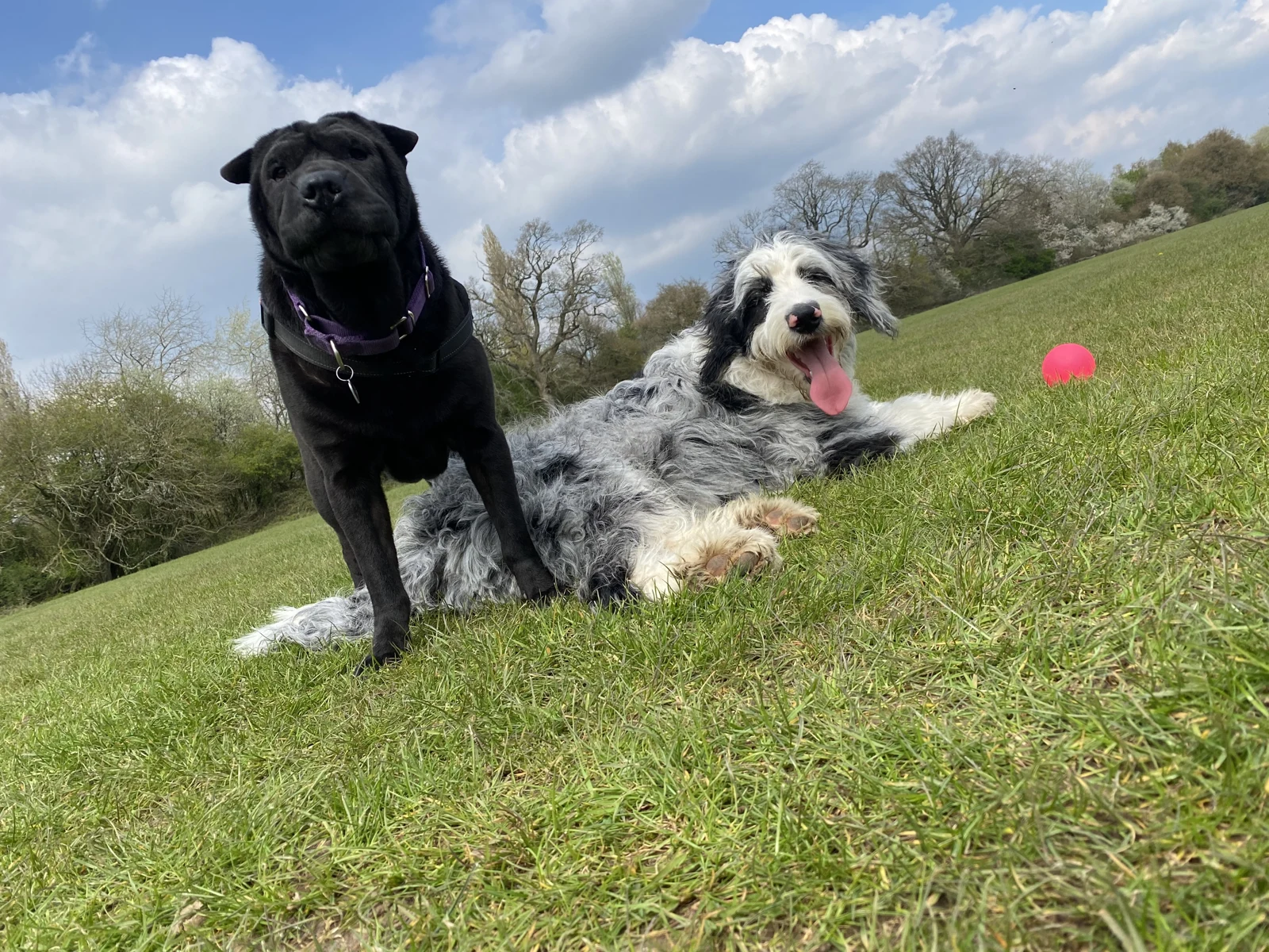 Two Albany dogs relaxing together in a sunny green paddock