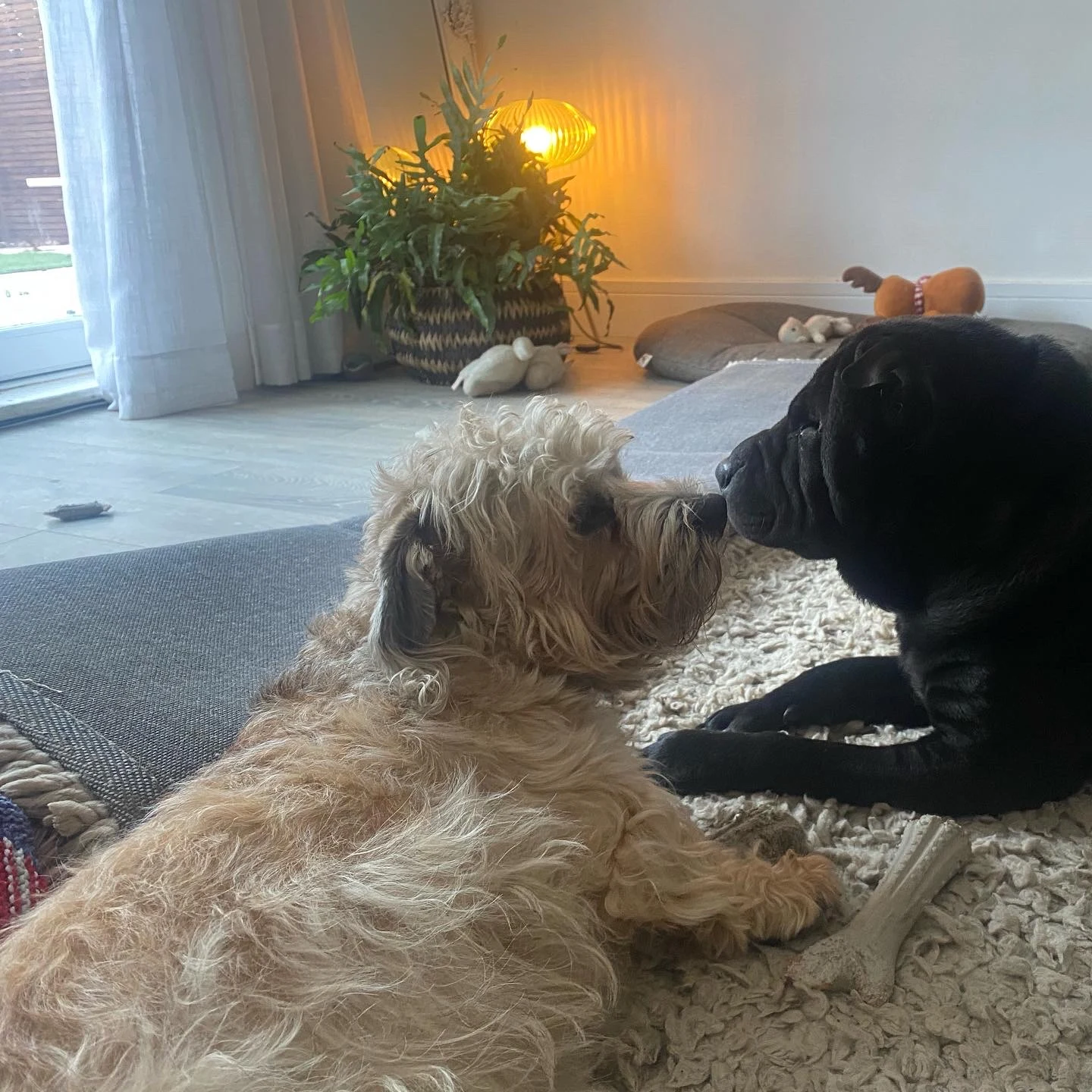 Two Albany dogs resting together in a cosy home