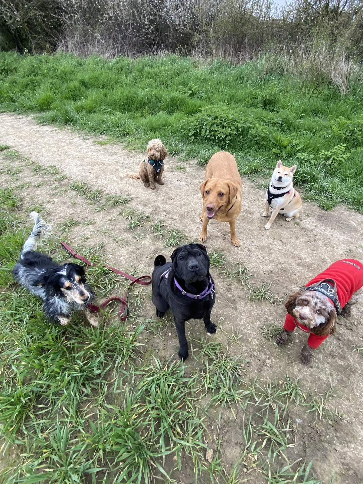 A group of Albany dogs out together on a walk