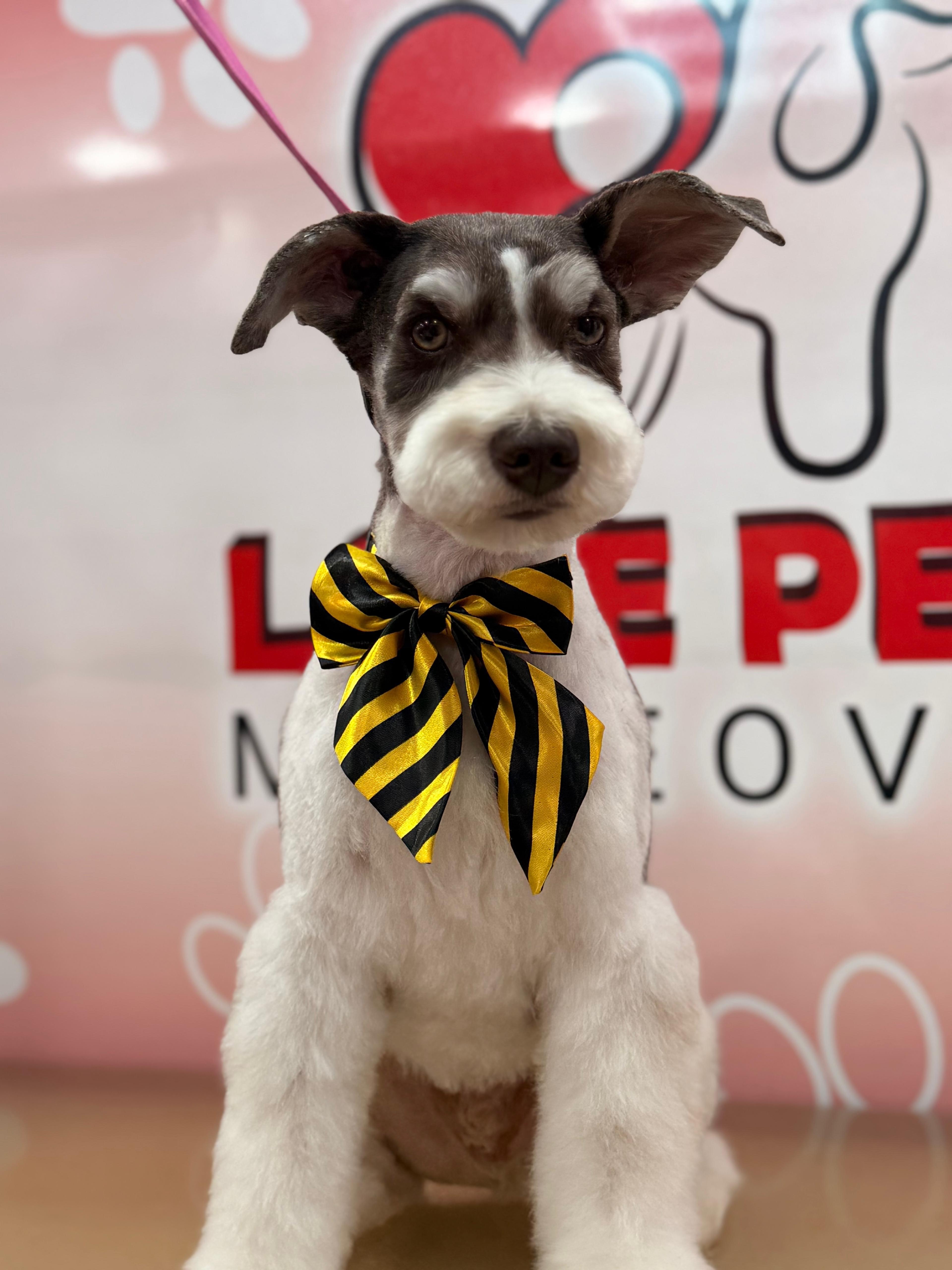 Love Pets Makeover business photograph
