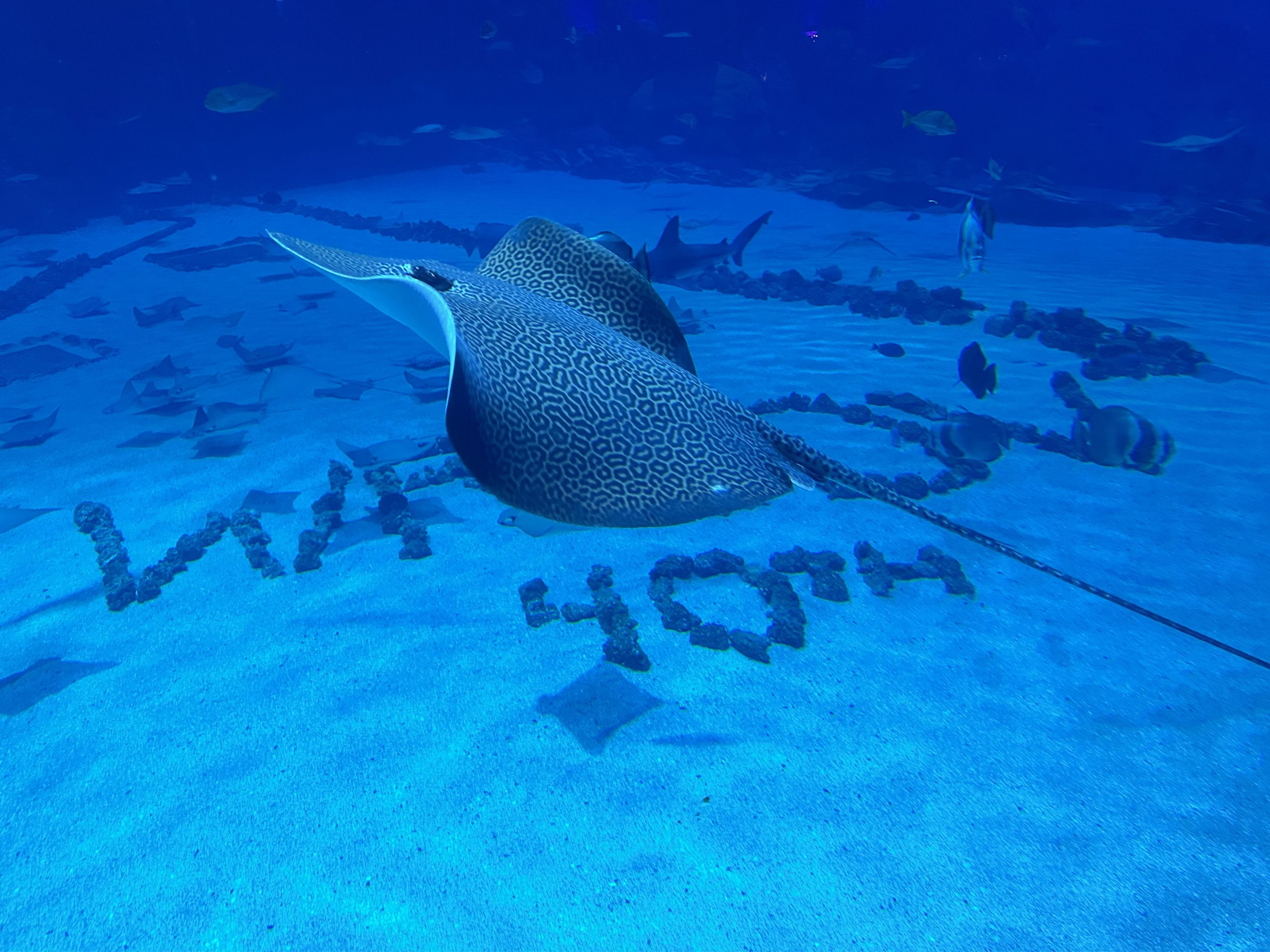 A Leopard Whipray swims through a large aquarium tank at the Georgia Aquarium during the Women’s Resource Center to End Domestic Violence’s Champions for Change gala. Beneath the ray, rocks arranged along the sandy floor spell out “WRCDV 40th” in recognition of the organization’s 40th anniversary. Smaller fish and rays swim throughout the deep blue water in the background.