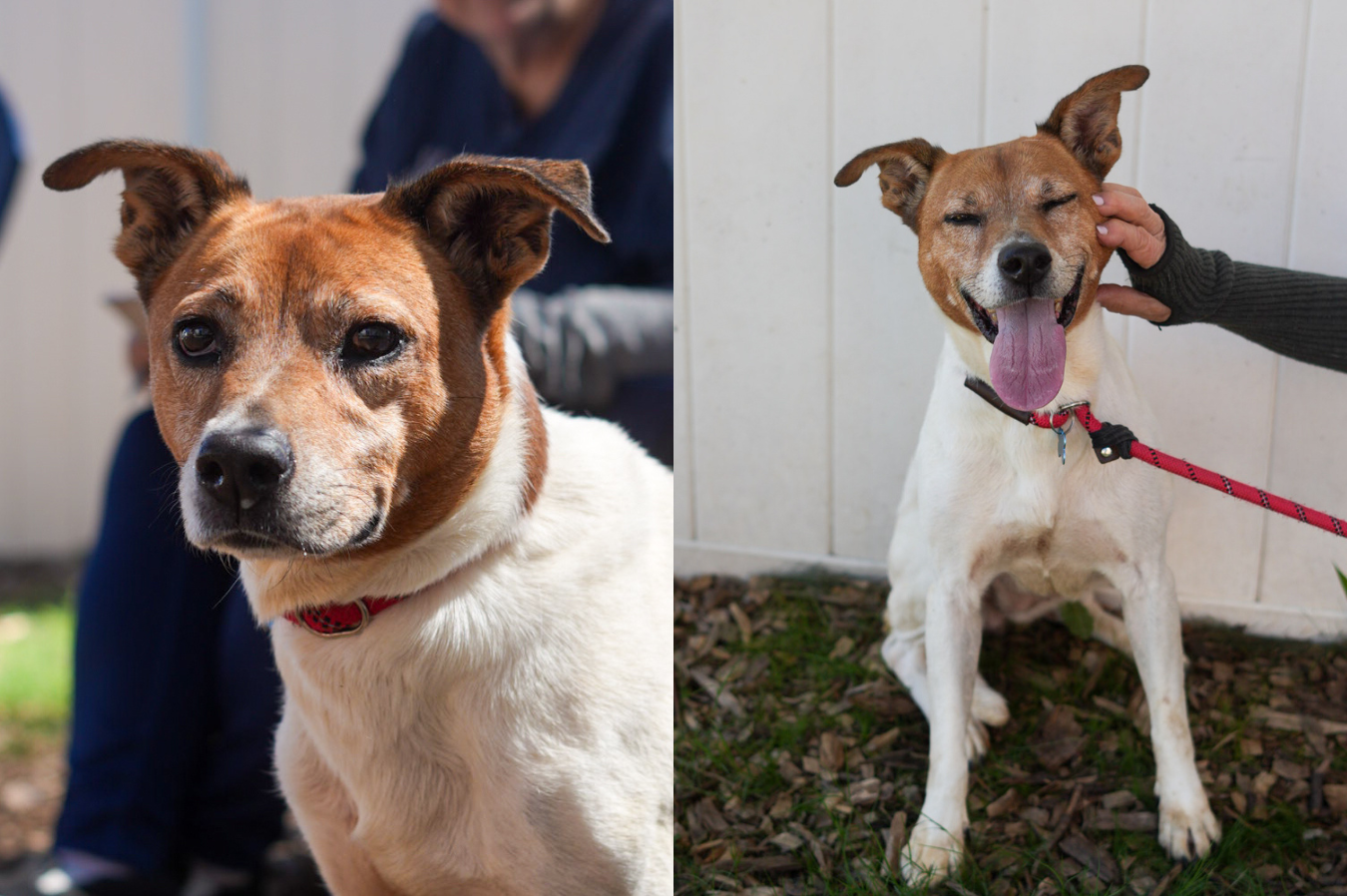 A two-photo collage featuring Peony, a brown-and-white dog available for adoption. The left photo shows Peony gazing calmly toward the camera. The right photo shows her sitting outdoors with a wide smile and tongue out while enjoying scratches behind her ear, highlighting her gentle and affectionate personality.