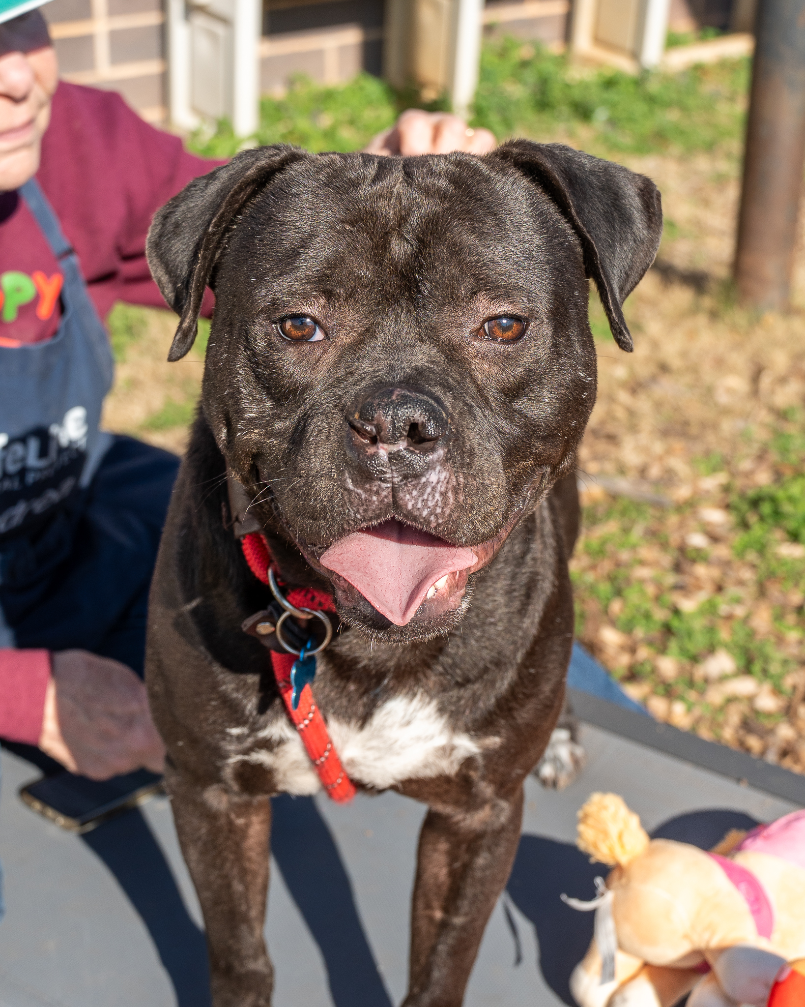 Clyde, the DeKalb County Animal Services Adoptable Pet of the Month, is a black dog with a white chest wearing a red harness, standing outdoors and looking happily toward the camera.