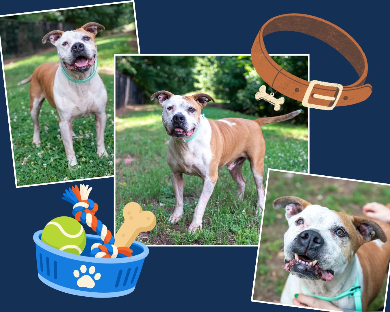 Adoptable Pet of the Month graphic featuring Legacy, a brown-and-white dog available through DeKalb Animal Services and LifeLine Animal Project. Three photos show Legacy standing outdoors on grass and smiling toward the camera while wearing a green slip lead. Decorative illustrations of a dog collar, tennis ball, rope toy and bone appear around the photos on a navy background.