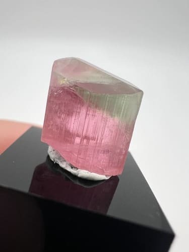  Rare Specimen Sourcing