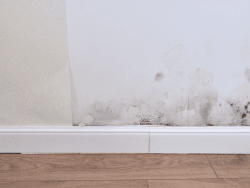 Mould Treatment in Henley Beach