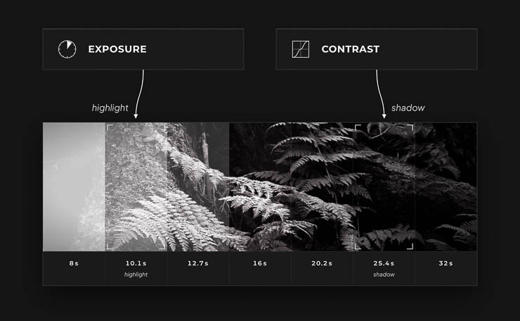 Diagram showing how exposure affects highlights and contrast affects shadows in a darkroom print, illustrated over a black-and-white fern image with timed test-strip sections. Diagram showing how exposure affects highlights and contrast affects shadows in a darkroom print, illustrated over a black-and-white fern image with timed test-strip sections.