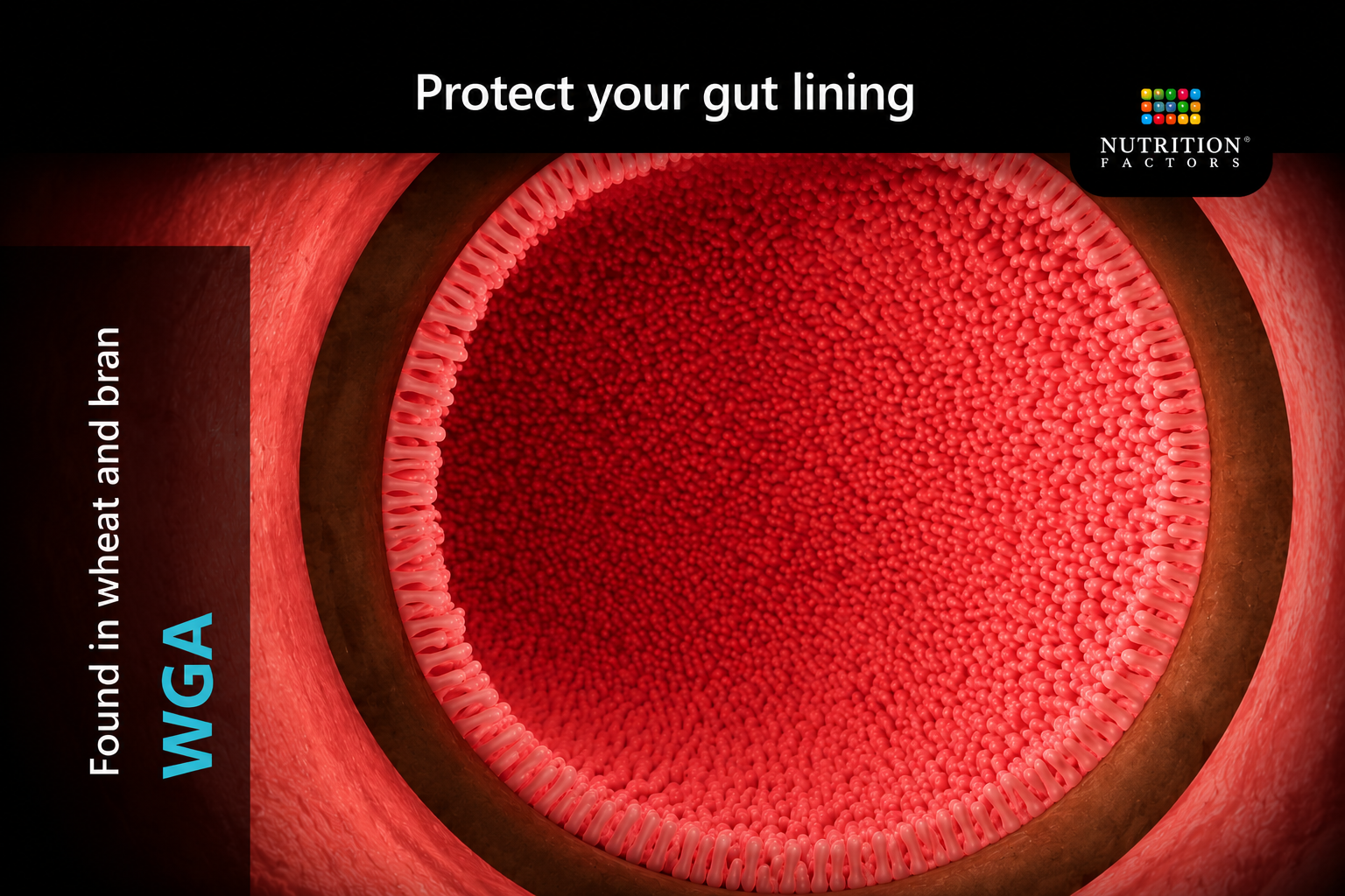 WGA-COULD THIS PROTEIN BE THE CAUSE OF YOUR LEAKY GUT?