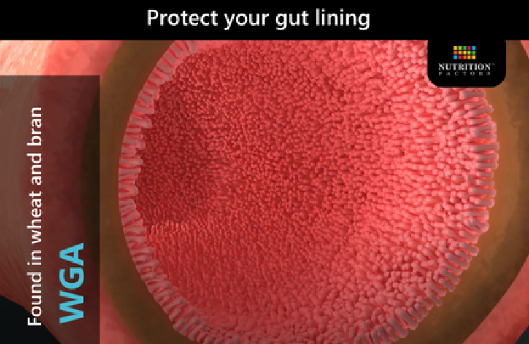 WGA-COULD THIS PROTEIN BE THE CAUSE OF YOUR LEAKY GUT?