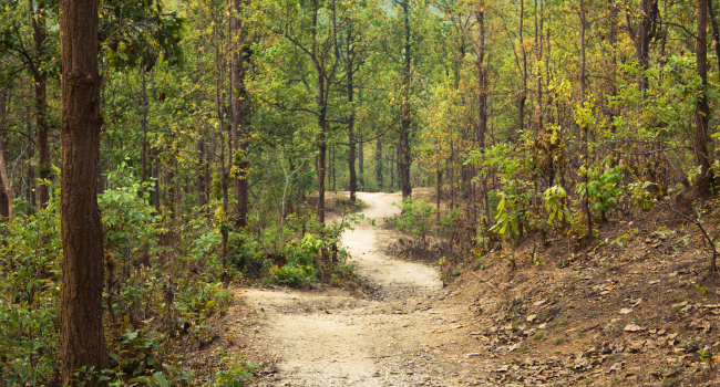 sterling-ridge-the-woodlands-tx-trails
