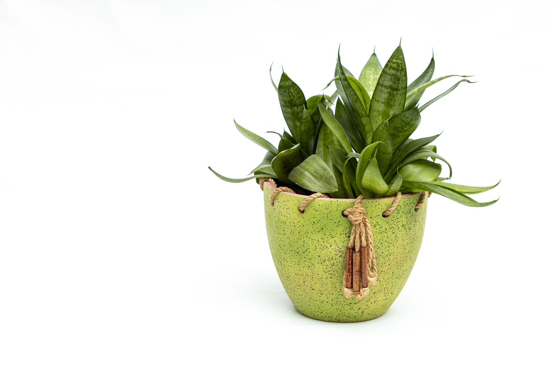 Bogenhanf (Sansevieria) als Zimmerpflanze für wenig Licht