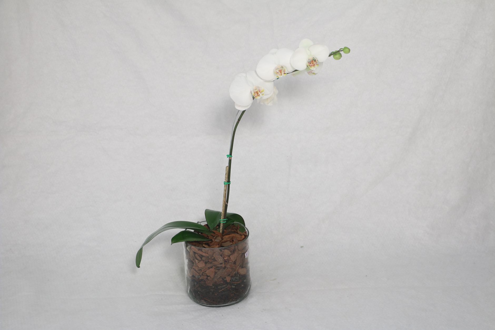 Orchidee im durchsichtigen Topf mit Luftwurzeln