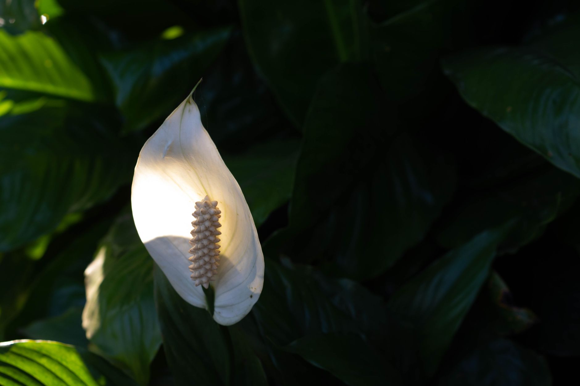 Einblatt (Spathiphyllum) als luftreinigende Zimmerpflanze