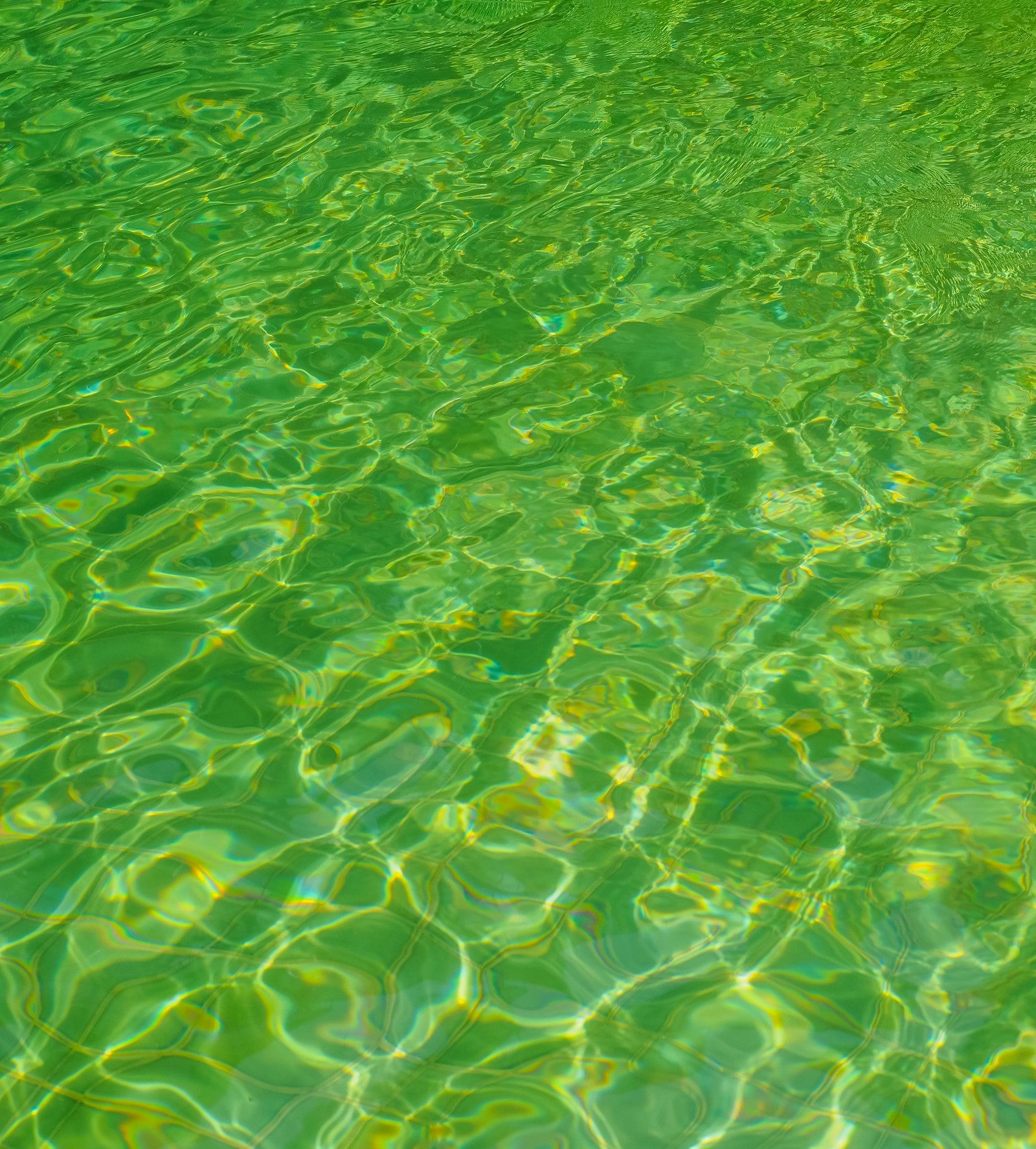 Green, algae-filled pool water before service