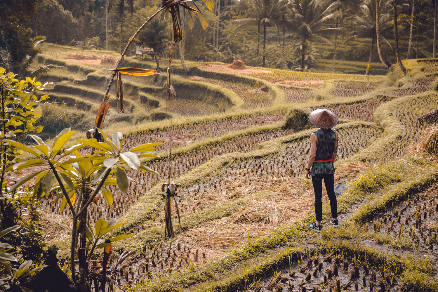 man stands in ricefiled in ubud bali indonesia