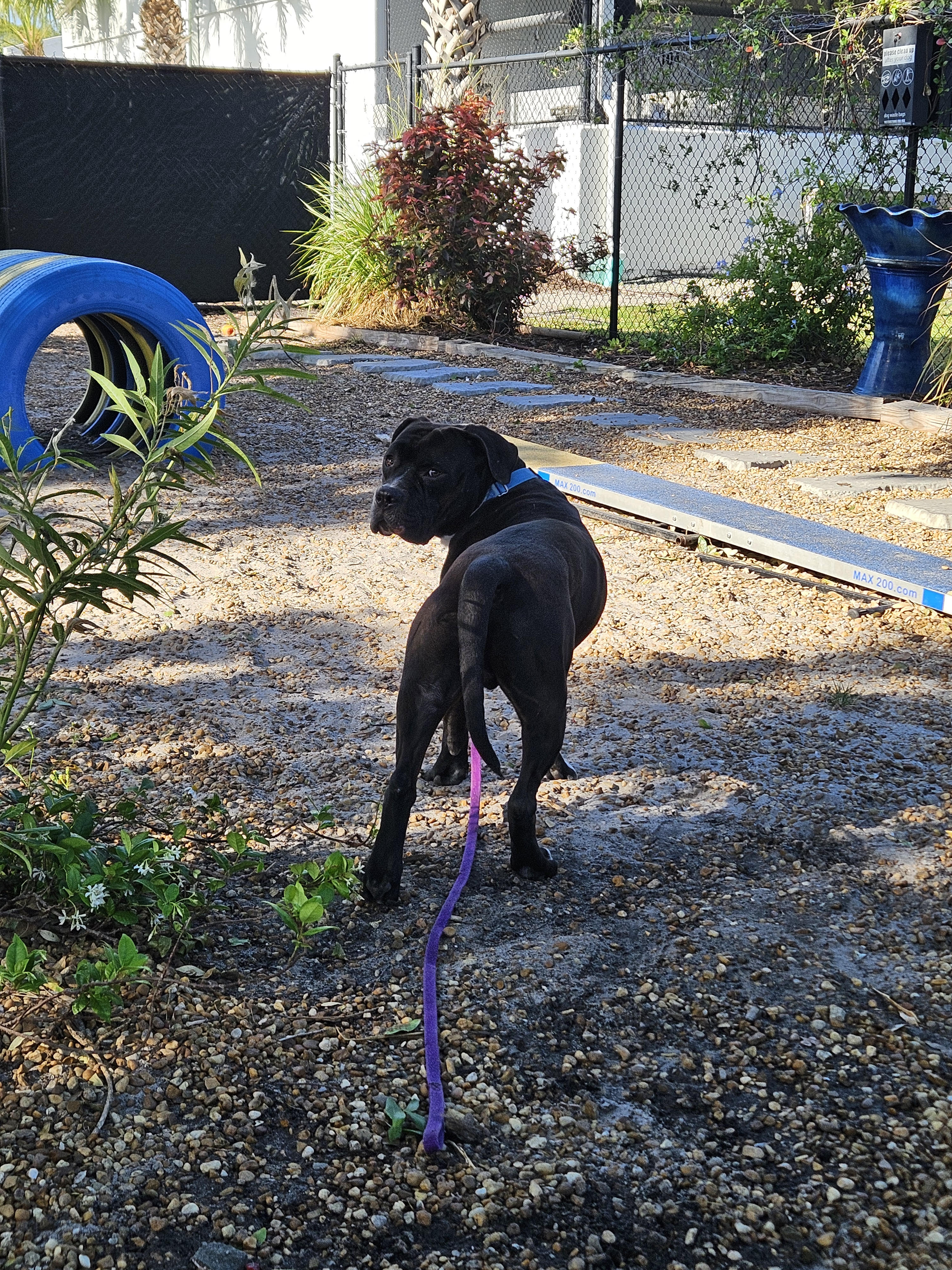 T&TK9 client dog 4