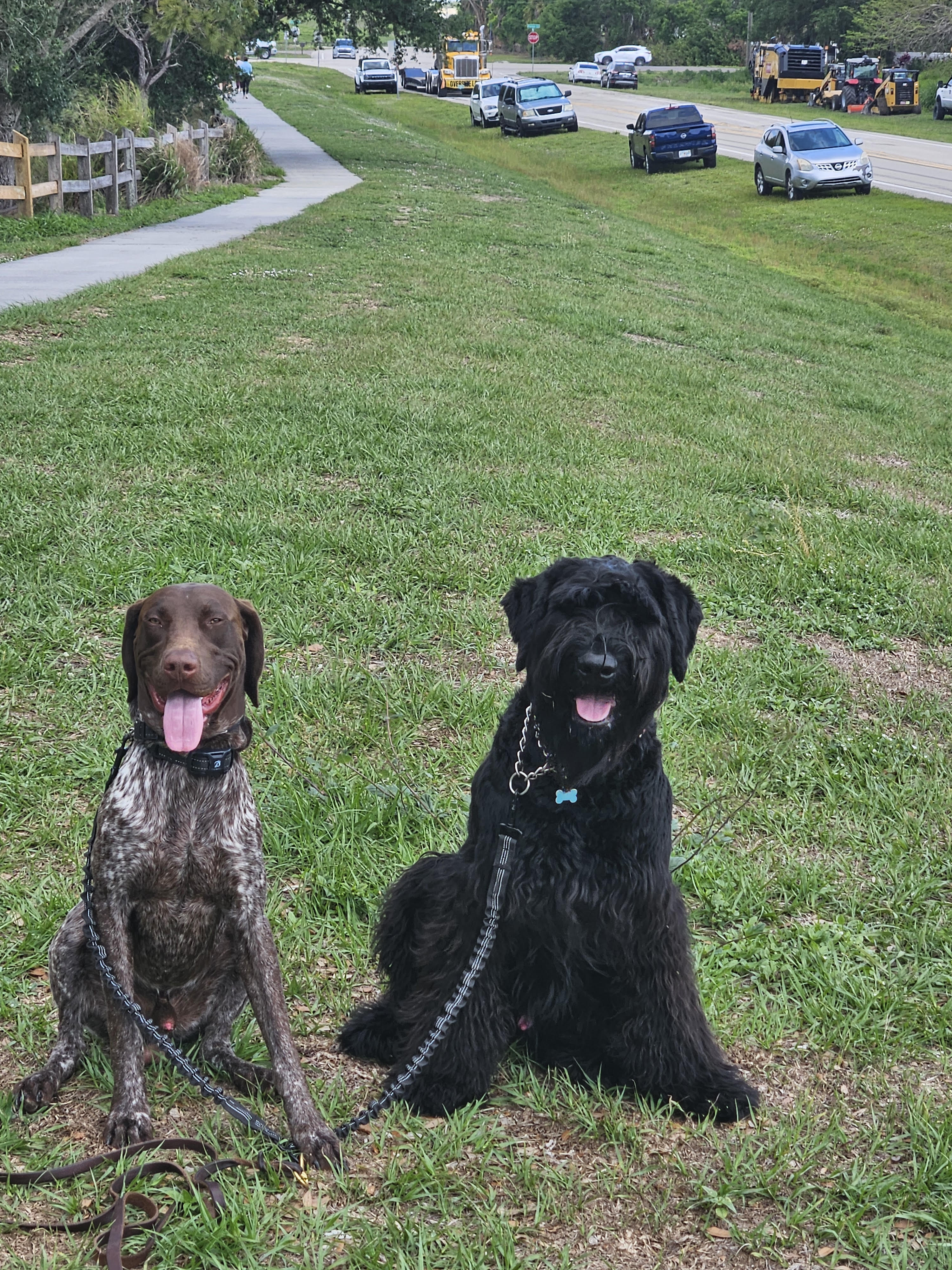 T&TK9 client dog 6