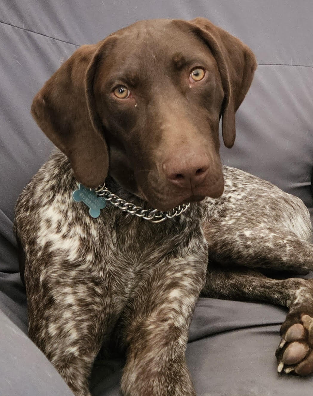 T&TK9 client dog 7