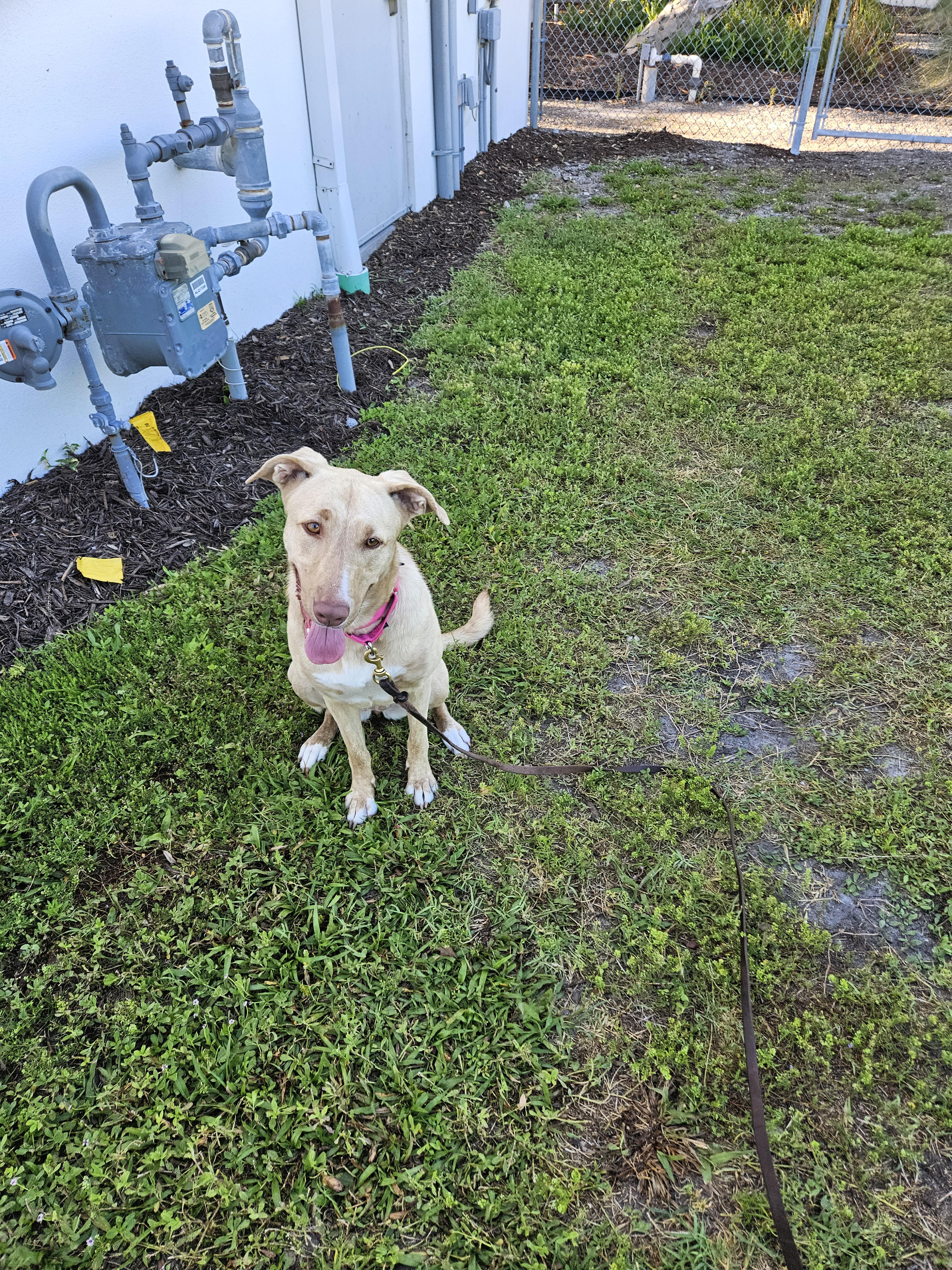 Dog Training