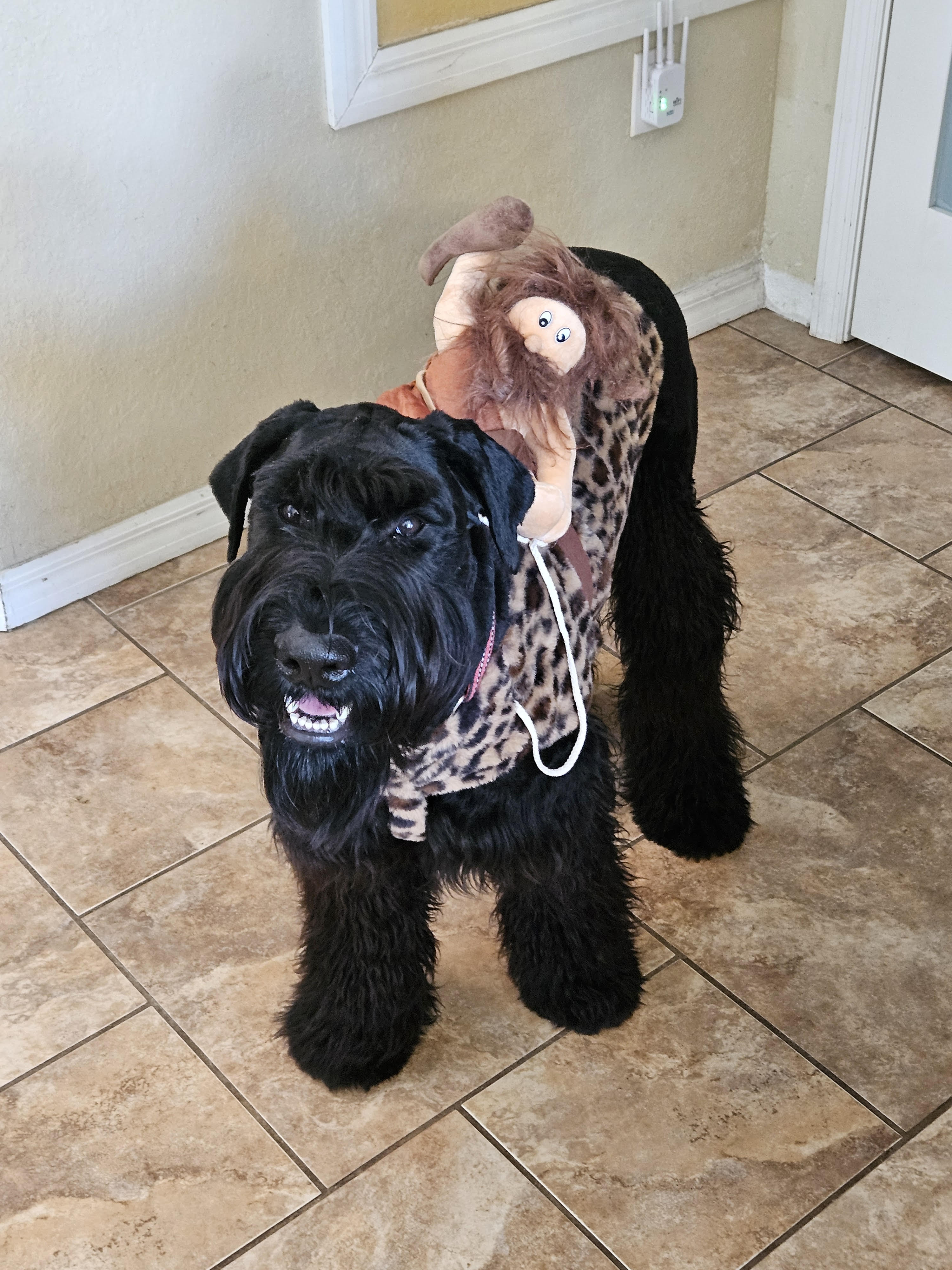 T&TK9 client dog 8