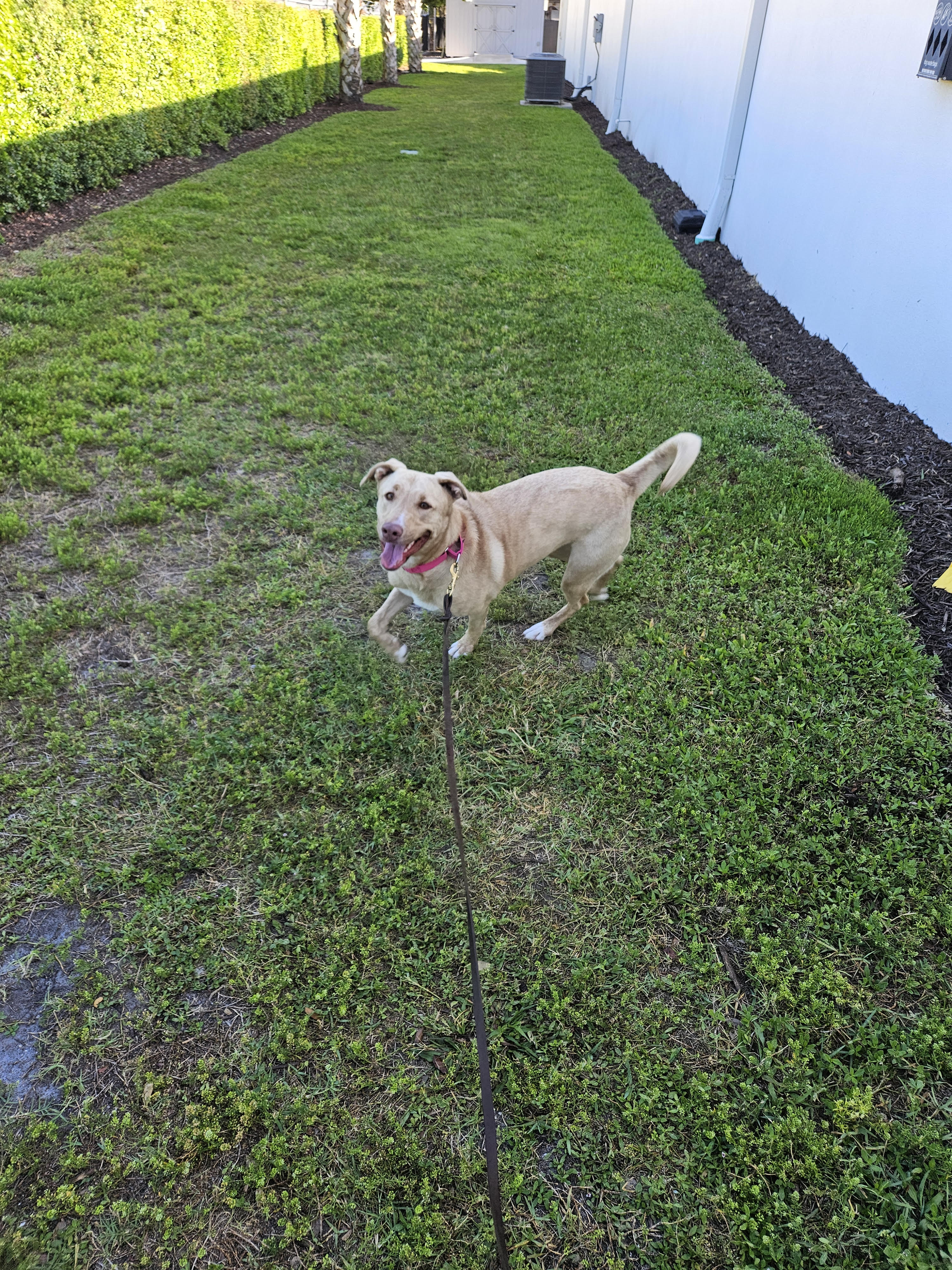 T&TK9 client dog 3