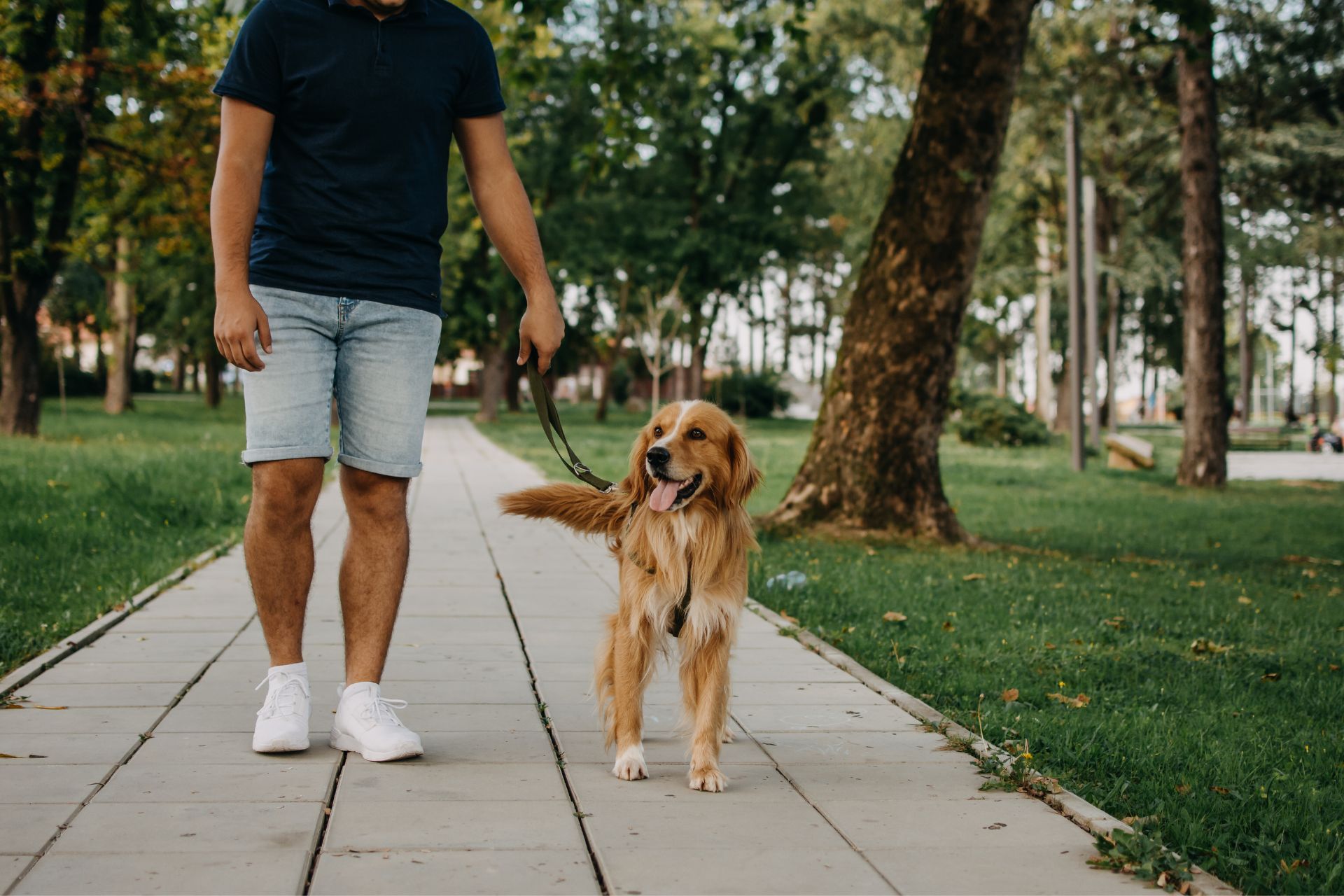Professional dog walker in Sarasota