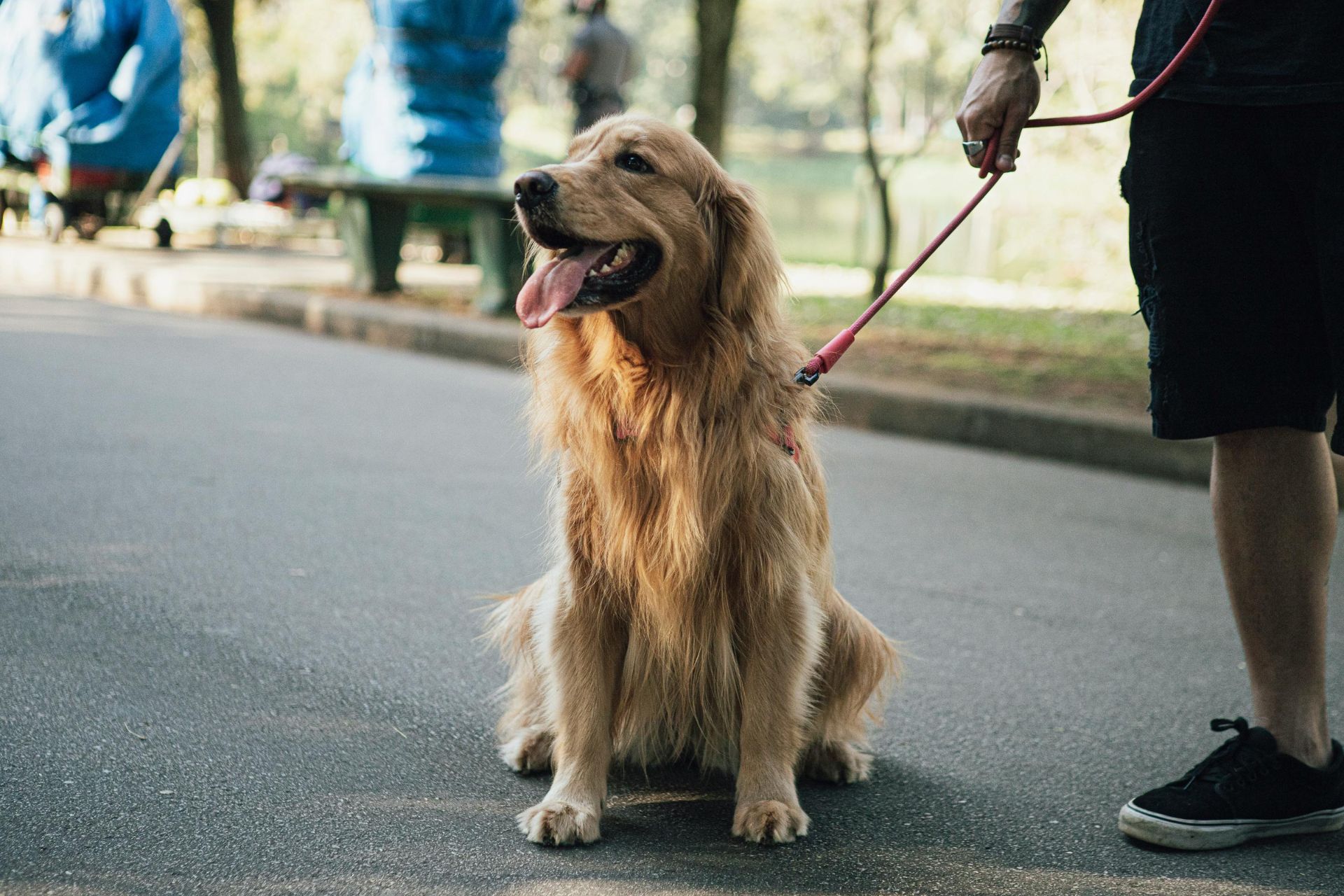 Pet Taxi