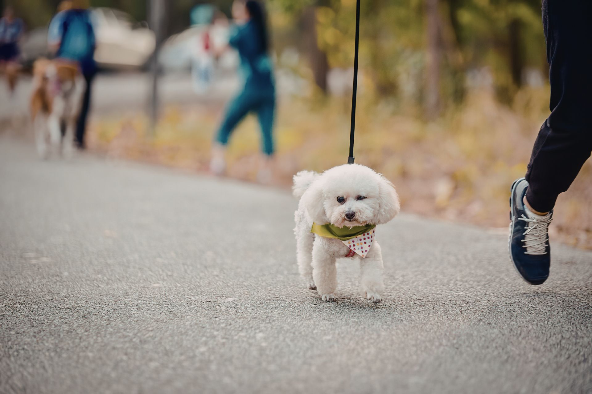 Dog Walking