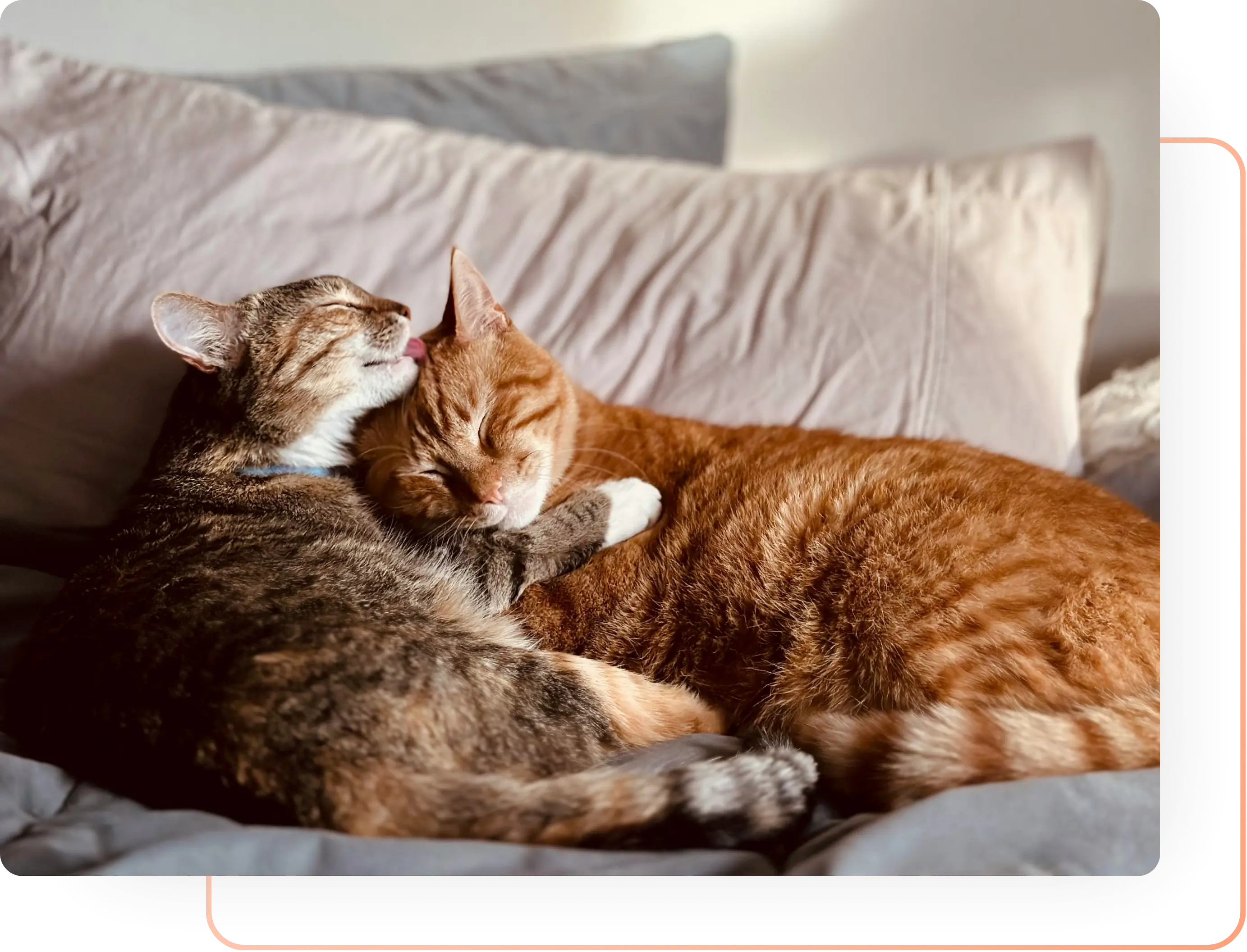 Two cats on a bed, one grooming the other, illustrating peaceful coexistence after learning each cat’s unique language and needs.